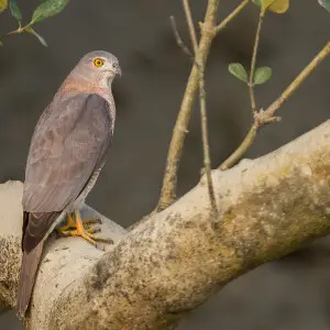 Shikra in Sundarban Tiger Reserve, West Bengal, India.