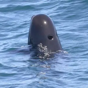 Short-finned Pilot Whale (Globicephala macrorhynchus)