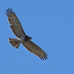 Short-toed snake eagle (Circaetus gallicus), La Lancha, Parque natural de la Sierra de And?jar, Espa?a