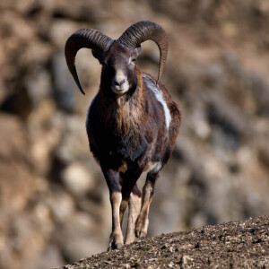 Mouflon photo