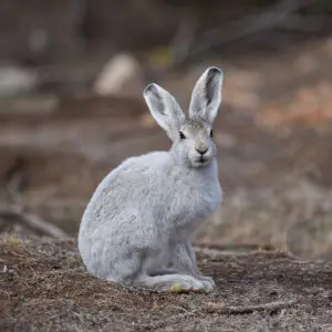 Arctic Hare photo