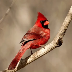 Animalia - Online Animals Encyclopedia Animalia - Online Animals Encyclopedia