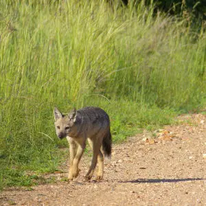 Side-striped Jackals (Canis adustus): rare sighting of this nocturnal animal ...