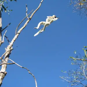 Sifaka leaping from tree to tree
