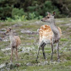 Sika Deer and fawn