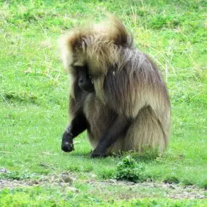 Gelada - Facts, Diet, Habitat & Pictures on Animalia.bio