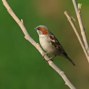 Sind sparrow - Facts, Diet, Habitat & Pictures on Animalia.bio