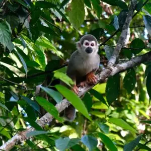 Singe-écureuil (Saimiri sciureus) - Napo, Équateur