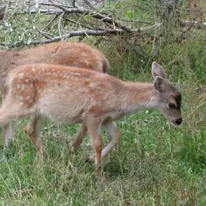 Image title: Sitka black tailed deer young fawns odocoileus hemionus sitkensis
Image from Public domain images website, http://www.public-domain-image.com/full-image/fauna-animals-public-domain-images-pictures/deers-public-domain-images-pictures/sitka-bla