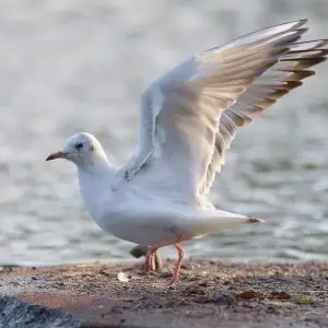 Skrattmås / Black-headed Gull