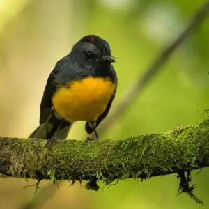 Slate-throated Redstart - La Georgina - Costa Rica_MG_1678