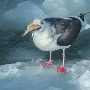 Slaty-backed Gull Larus schistisagus on sea ice, Hokkaido