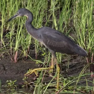 Slaty egret, Egretta vinaceigula, Chobe National Park, Botswana