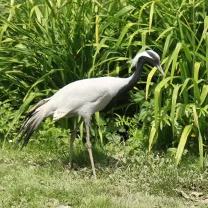 Slimbridge - demoiselle crane
