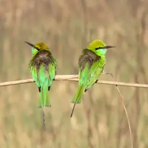 Small Green Bee Eaters