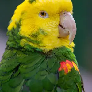Small yellow and green parrot