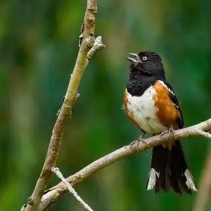 Spotted Towhee photo