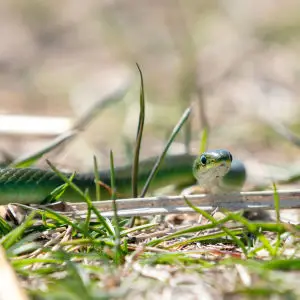 Smooth green snake at  Cedar Creek Ecosystem Science Reserve, Minnesota