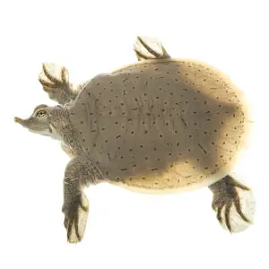 Smooth softshell turtle