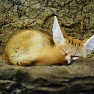 Snoozing Fennec Fox