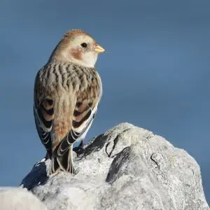 Snow Bunting