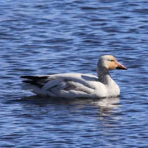 Snow Goose Visitor