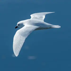 Snow Petrel in flight