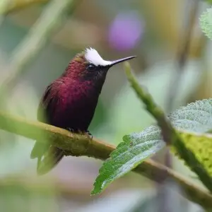 Microchera albocoronata факти, дієта, ареал і фотографії на Animalia.bio