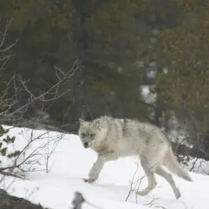 Wolf seen as a Bay-James, in Quebec. Spring 2004. distance 15m, lasted of the meeting: less than 5 min.