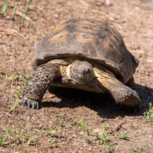 Sonoran Desert Tortoise | Paton's | Patagonia | AZ|2019-07-26|09-01-48