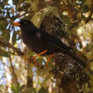 A photo Wuapinmon took of a Sooty Robin in a tree in a pasture at about 3000 meters above sea level.  Wuapinmon stood there for about a half hour before this one trusted me enough to get close.