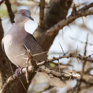 Mourning collared dove in Ethiopia