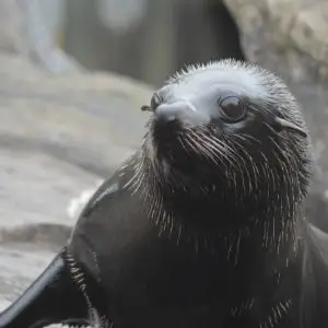 South American fur seal at Bristol Zoo Gardens