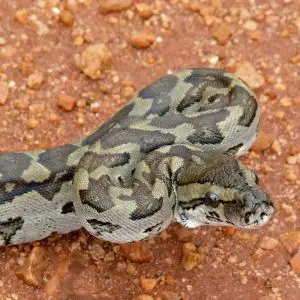 Southern African Python (Python natalensis) juvenile