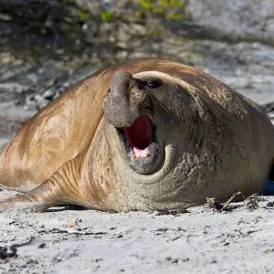 Southern Elephant Seal, Sea Lion Island, Falkland