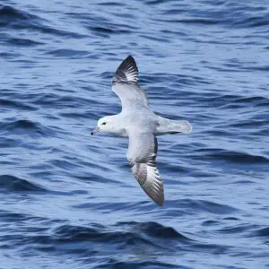 Southern Fulmar in the Gerlache Strait, Antarctica