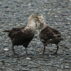 Southern Giant Petrels