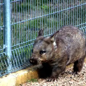 Southern hairy nosed wombat pacing at Kyabram Fauna Reserve