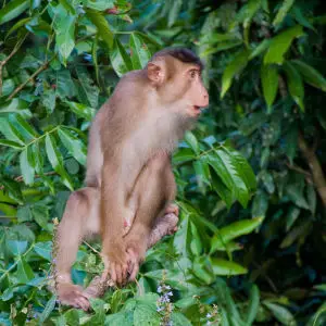 Southern Pig-tailed Macaque