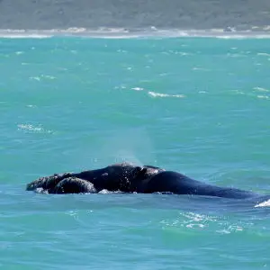 Southern Right Whale (Eubalaena australis) female blowing ...