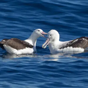 Southern Royal Albatrosses (Diomedea epomophora) 'beaking', East of the Tasman Peninsula, Tasmania, Australia