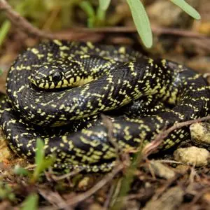 Speckled king snake (Lampropeltis holbrooki)