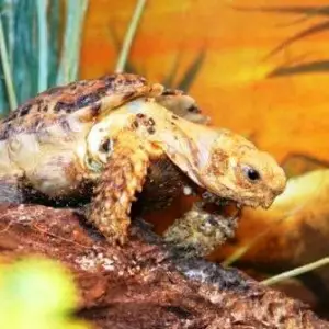 Speckled Tortoise photo