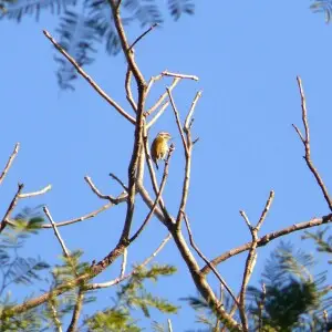Speckled Piculet - Picumnus innominatus
