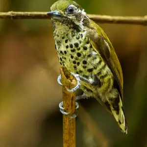 Speckled Piculet - Thailand_S4E5000
