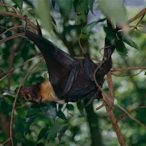Spectacled Flying Fox (Pteropus conspicillatus)
