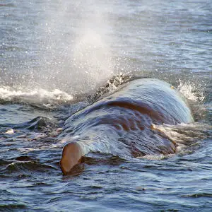 Sperm Whale.