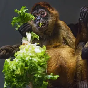 Spider monkey and salad