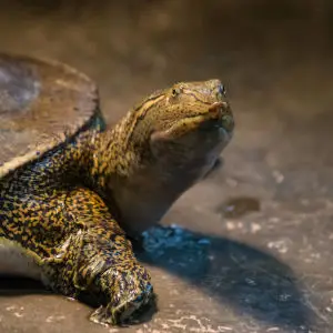 spiny softshell turtle 3 - Rocky River Nature Center