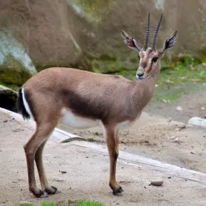 Spiral Horned Antelope